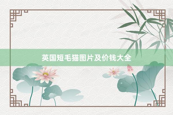 英国短毛猫图片及价钱大全