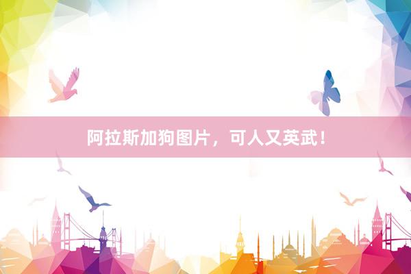阿拉斯加狗图片，可人又英武！